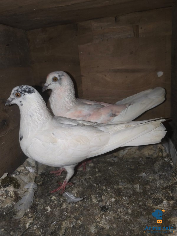 Top top quality high flyer  timings 16hrs 