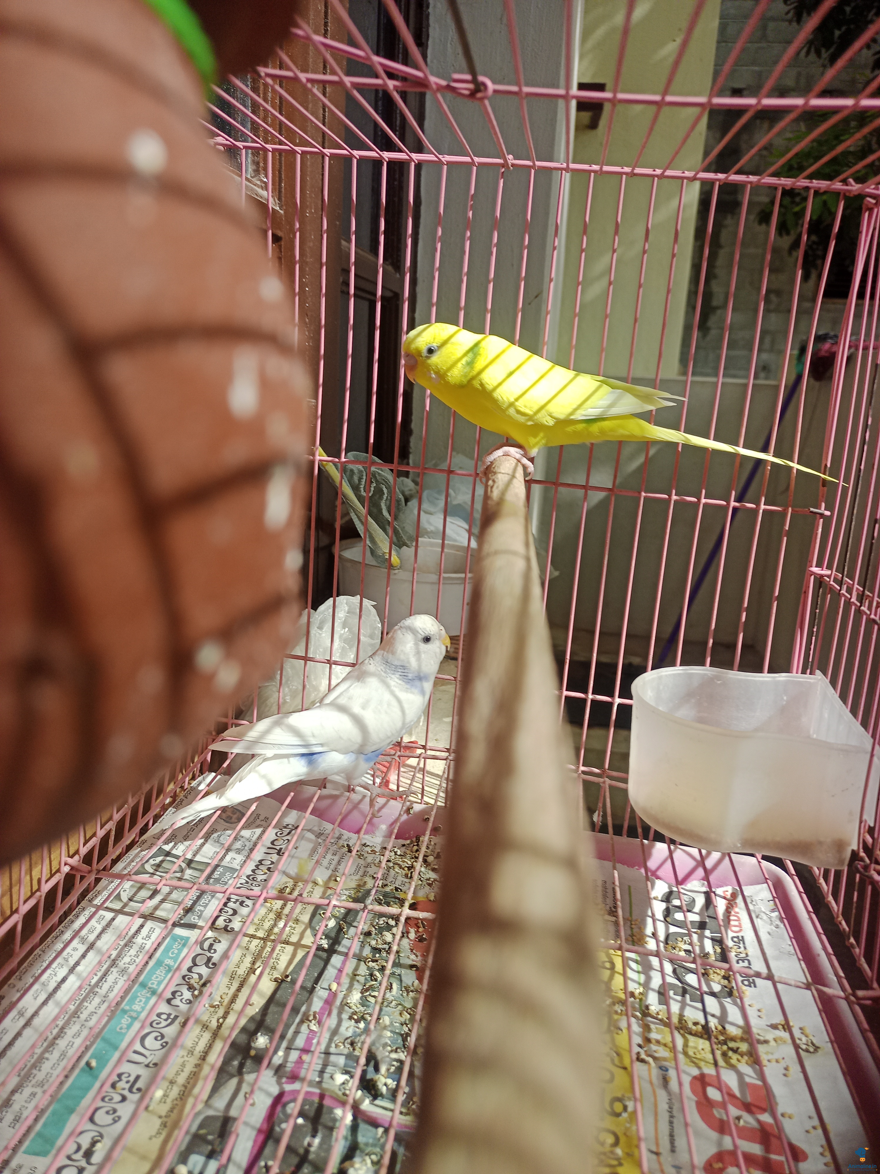 It is very good bird male yellow and female in white and blu