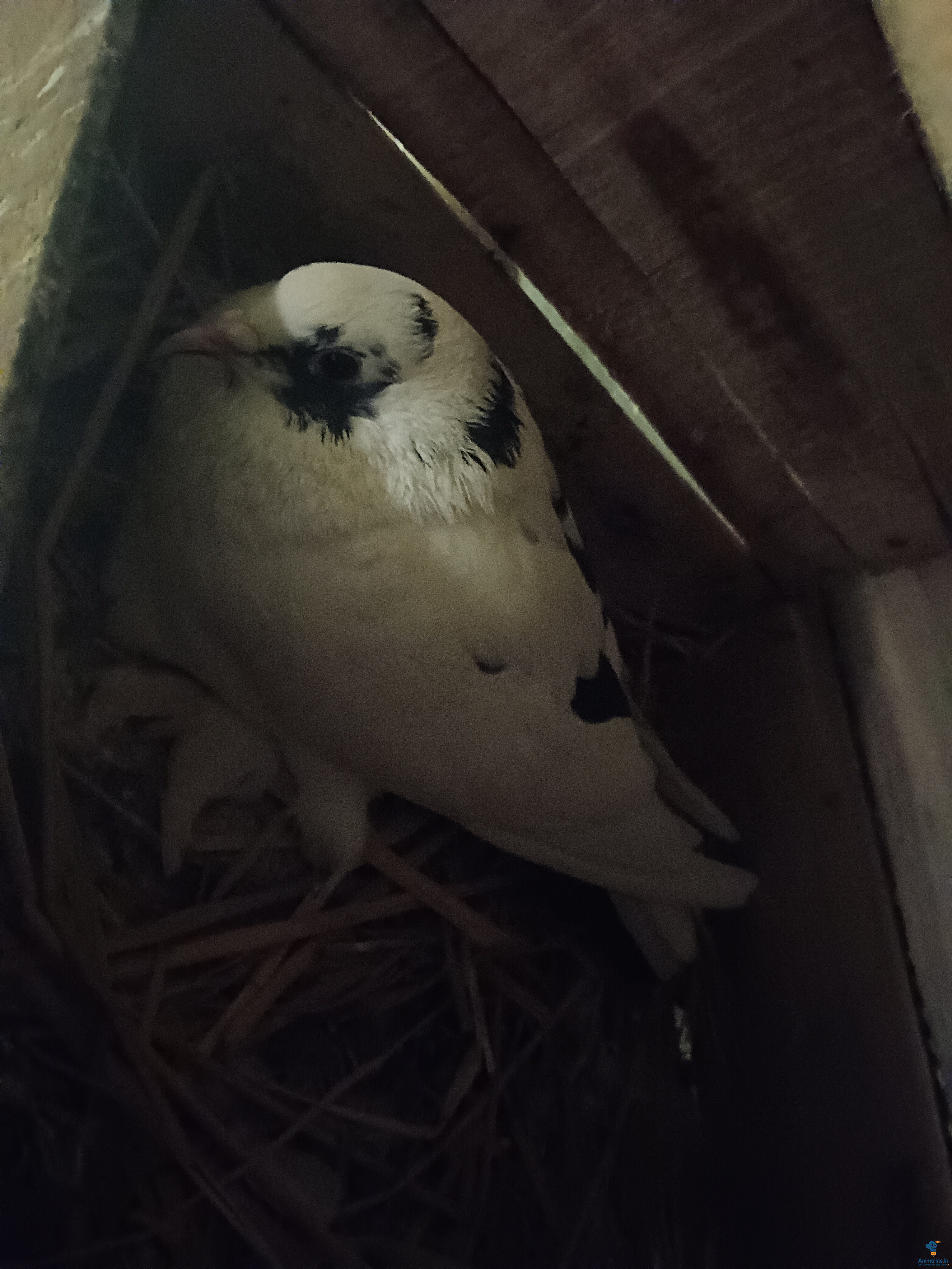 2 year male and female