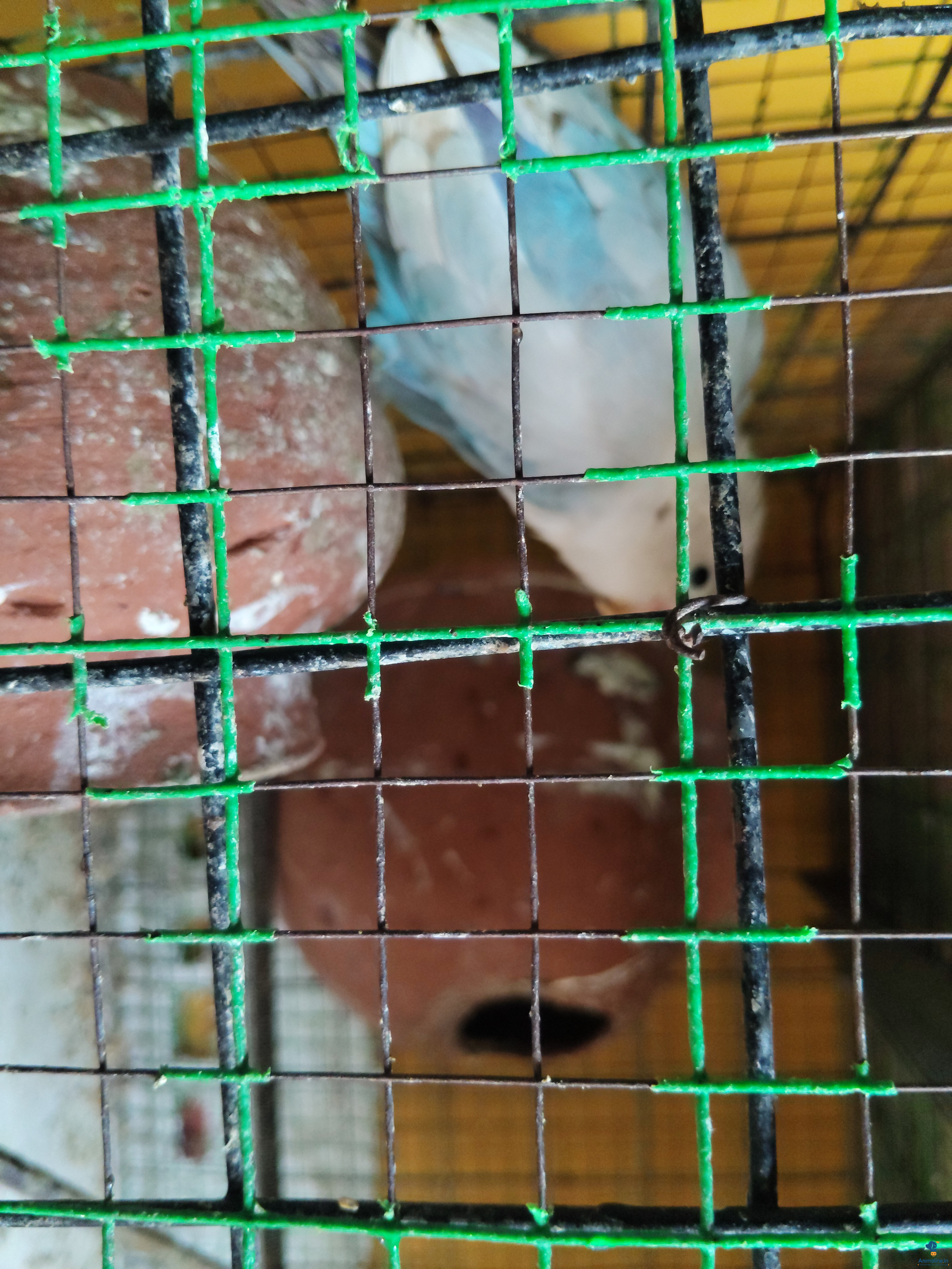 6 month old birds  exported from Africa