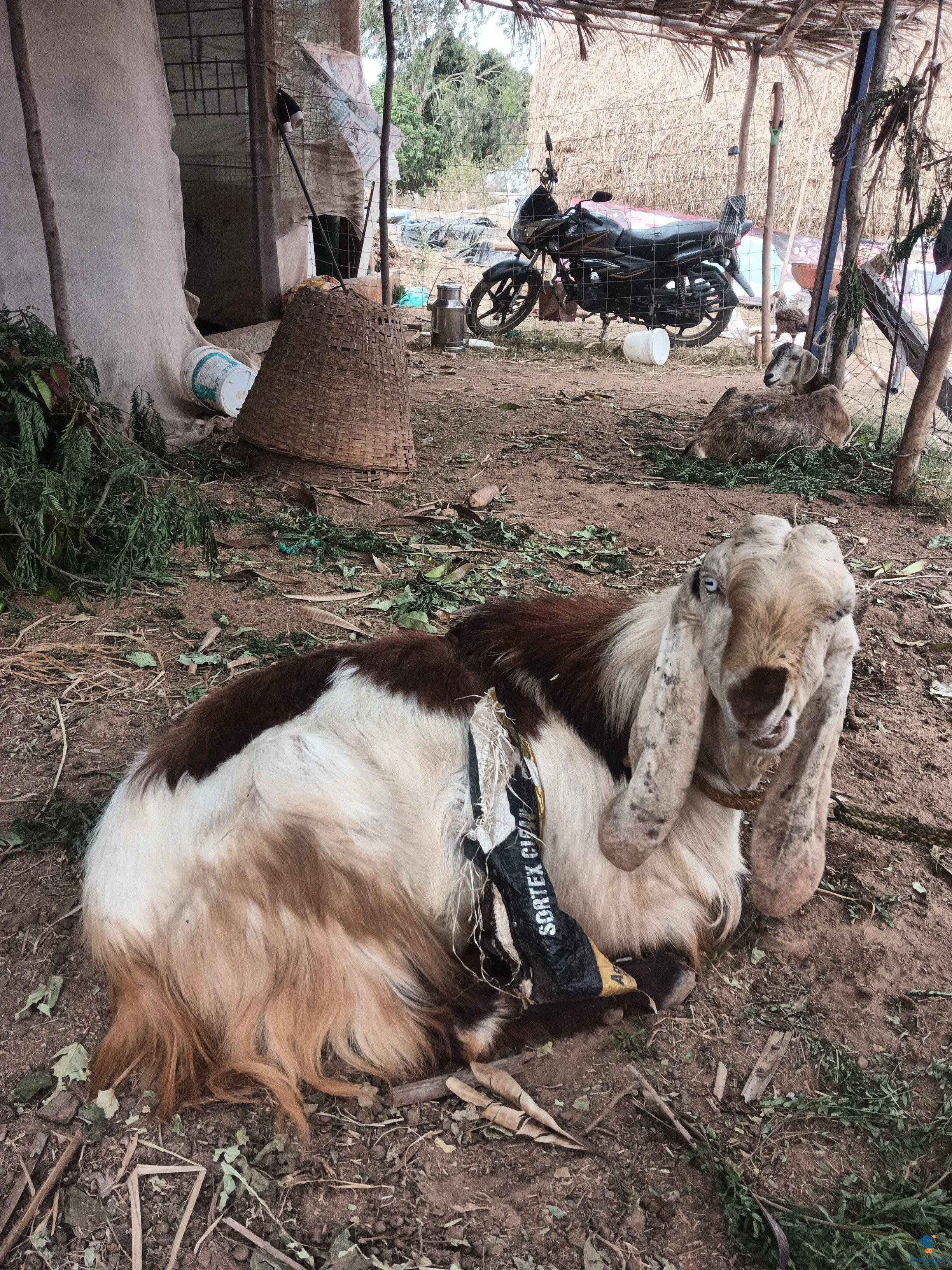 ಉದ್ದ ಕಿವಿಯ ಬೀಜದ ಮೇಕೆ