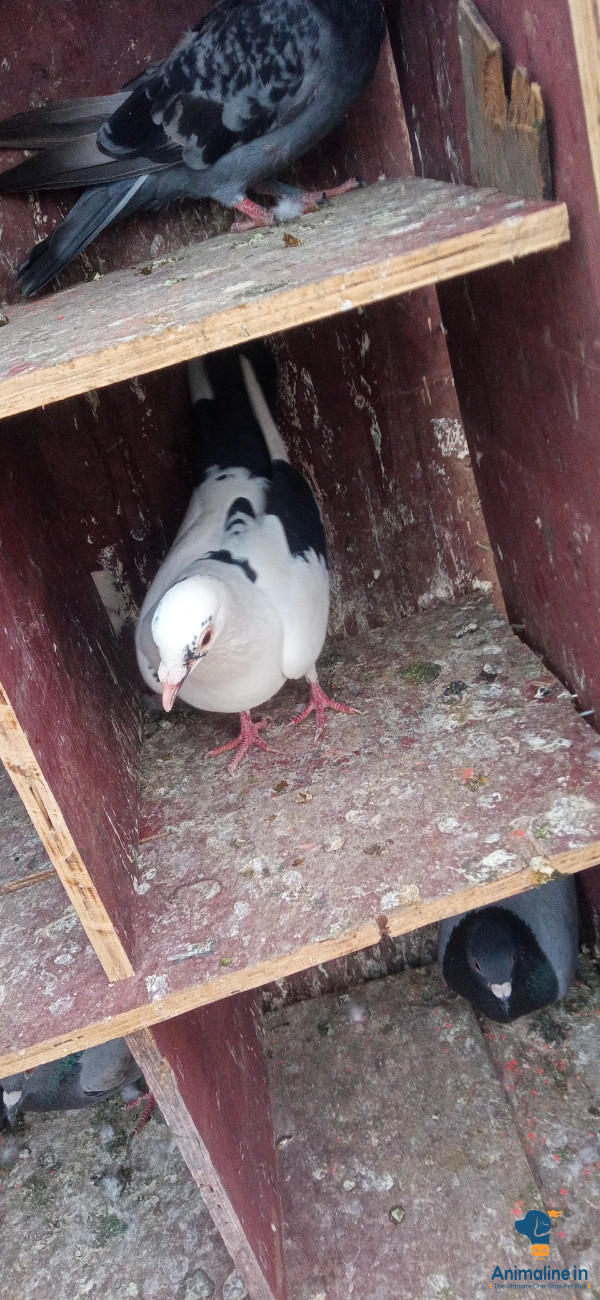 1 year old pigeon