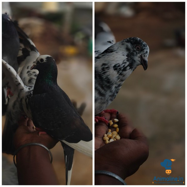 4 ತಿಂಗಳ 2 ಮರಿಗಳು