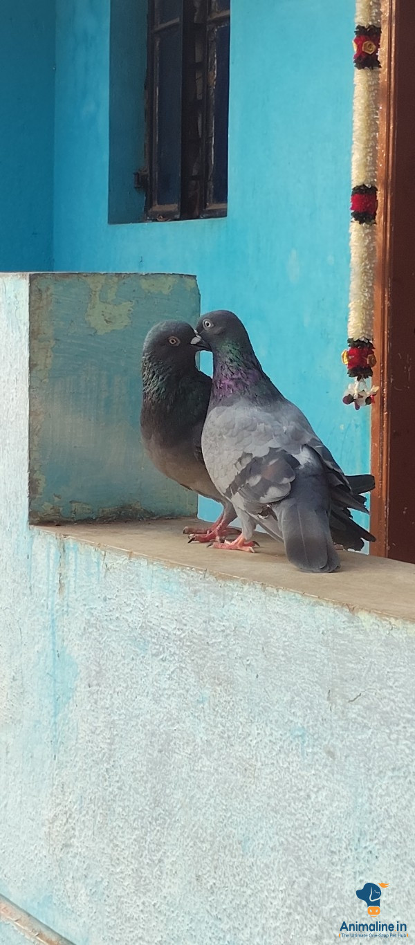 Male 3months female 3months