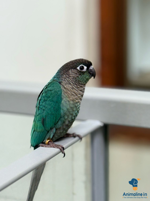 3 yrs old breeding male