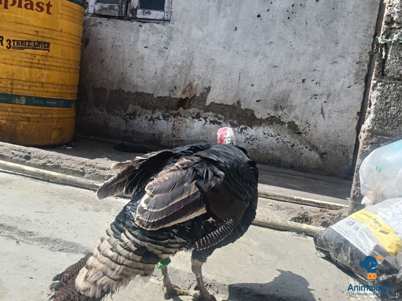 11months old male turky