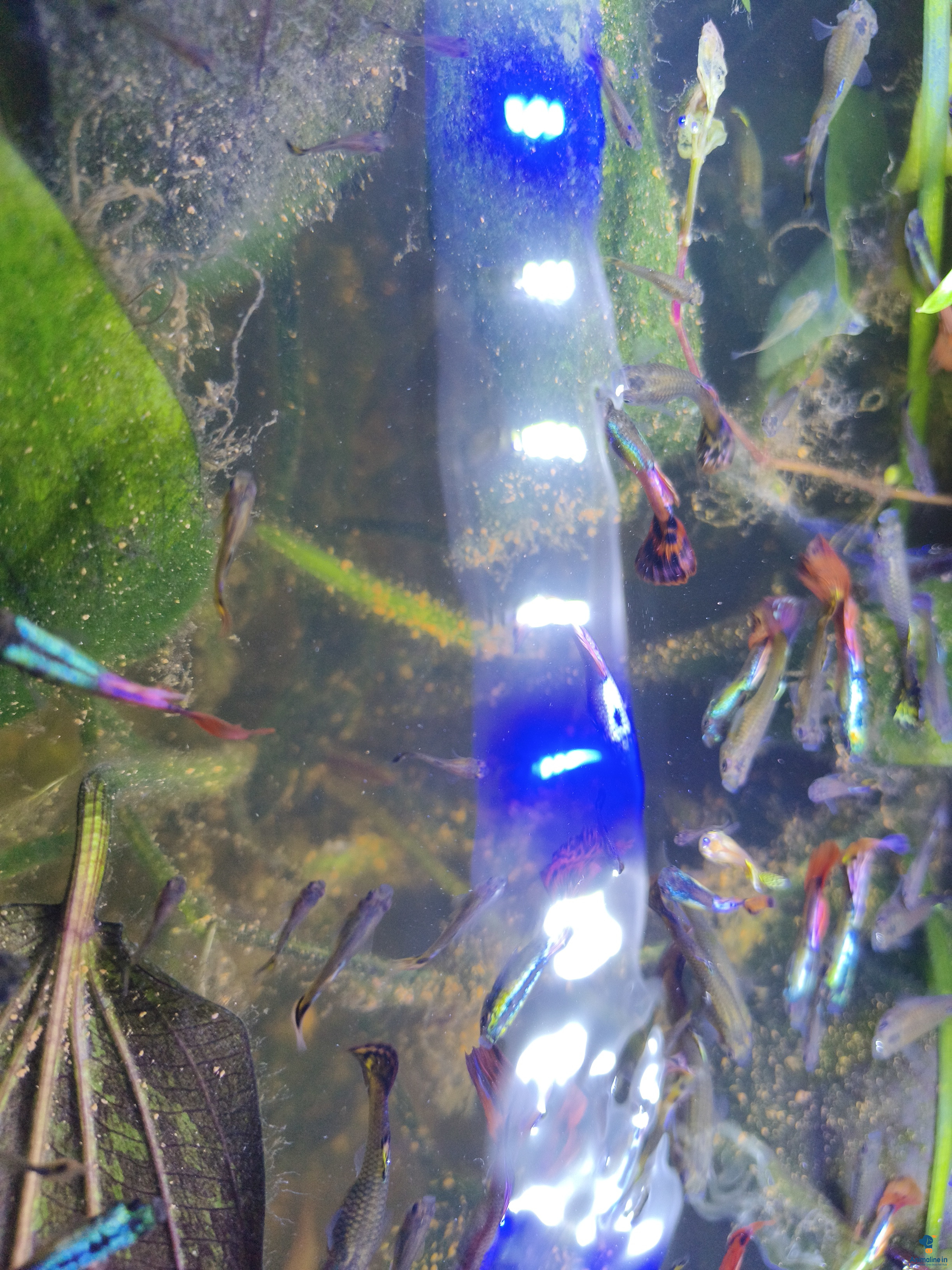 I have more guppy fish