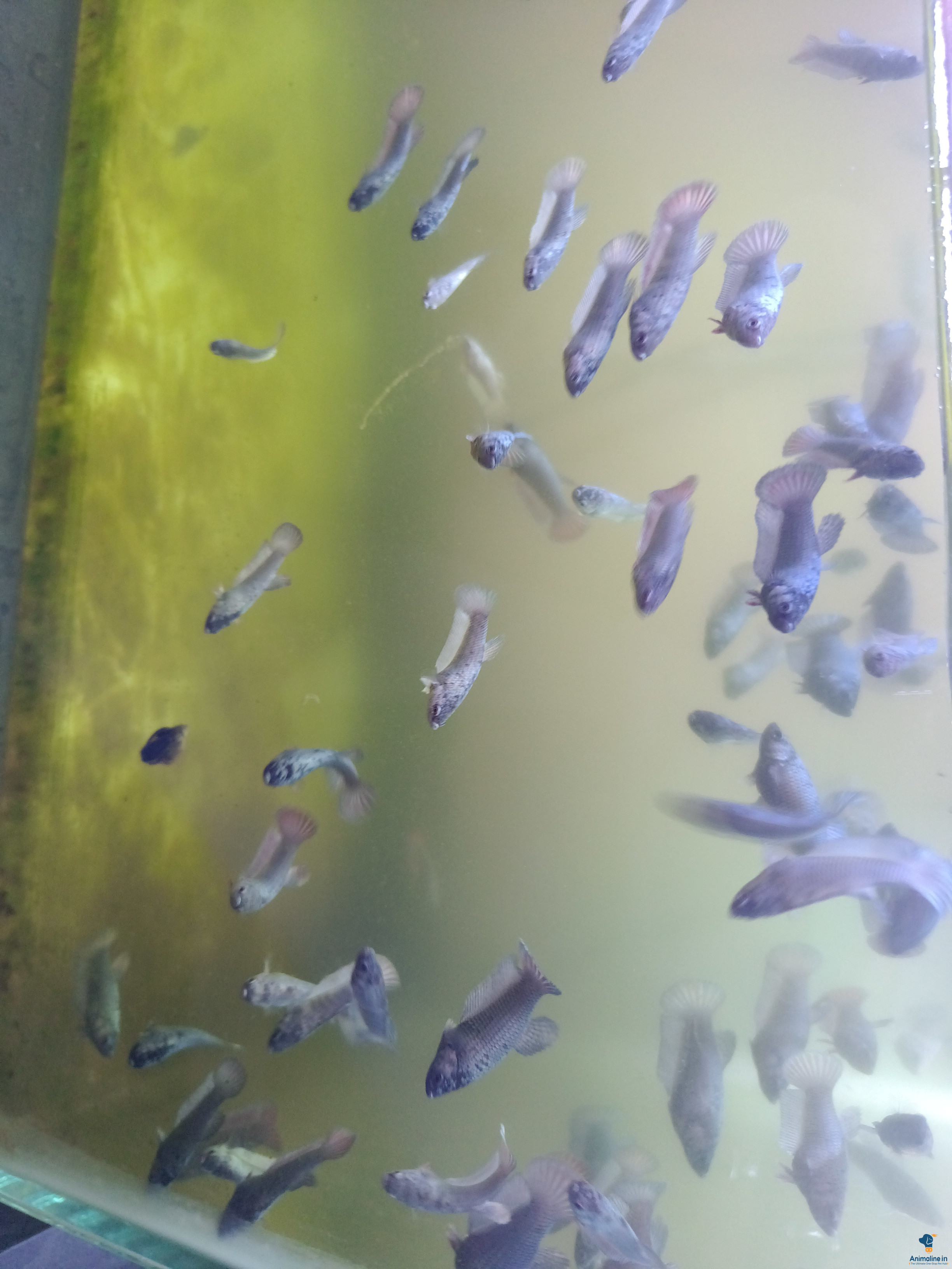 Good betta semi adult 