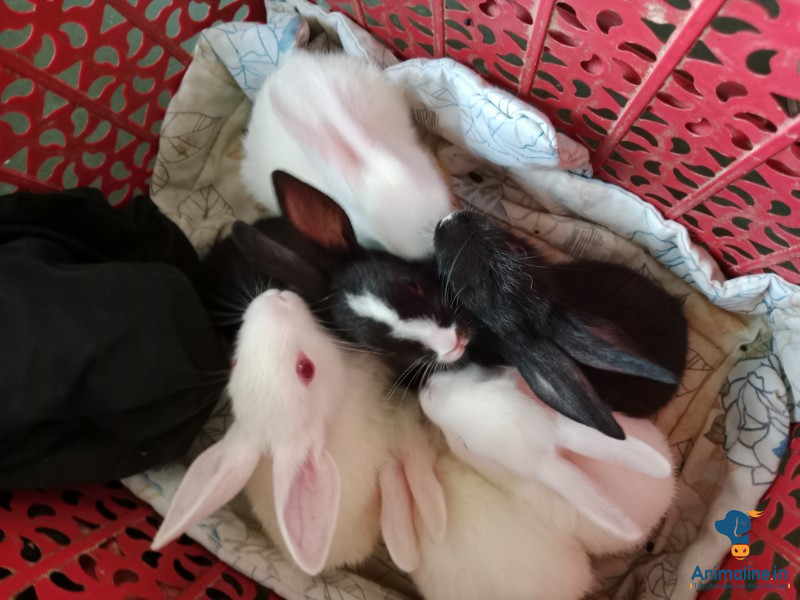 1month rabbit ke bache hai 