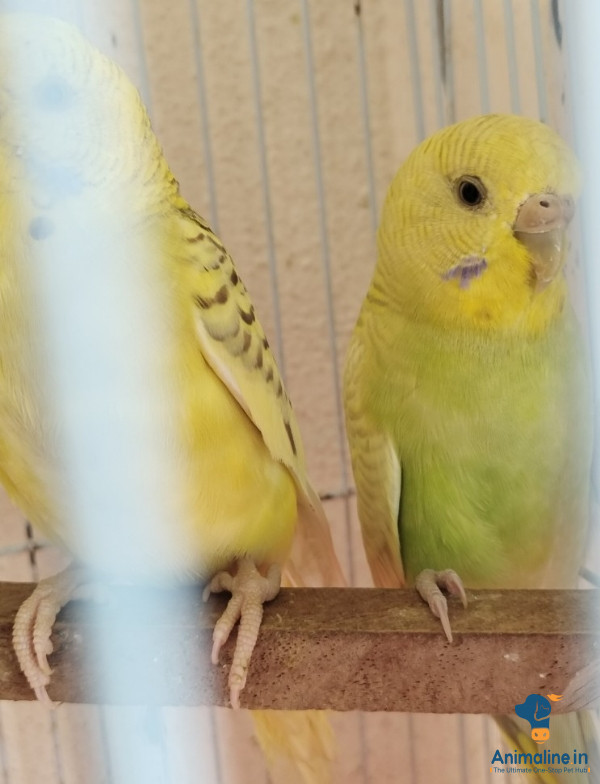 Yellow green budgies