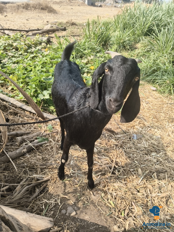 3 years old female got