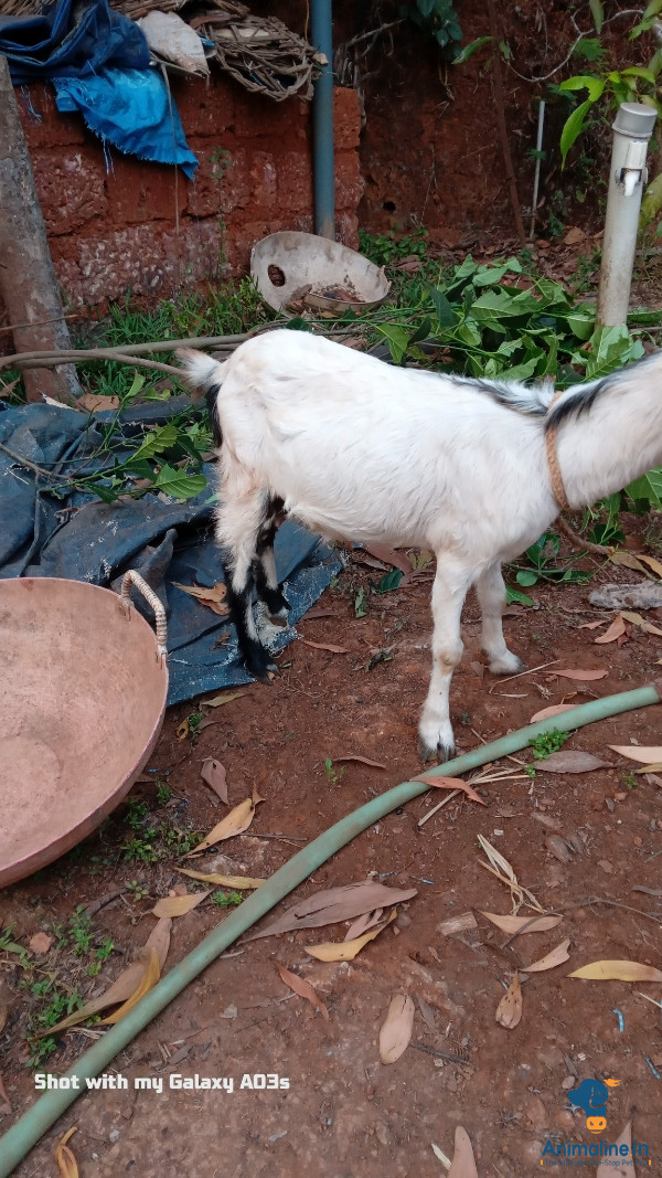3 year old nati male kit
