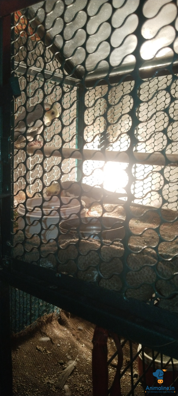 3 years CockatielBird