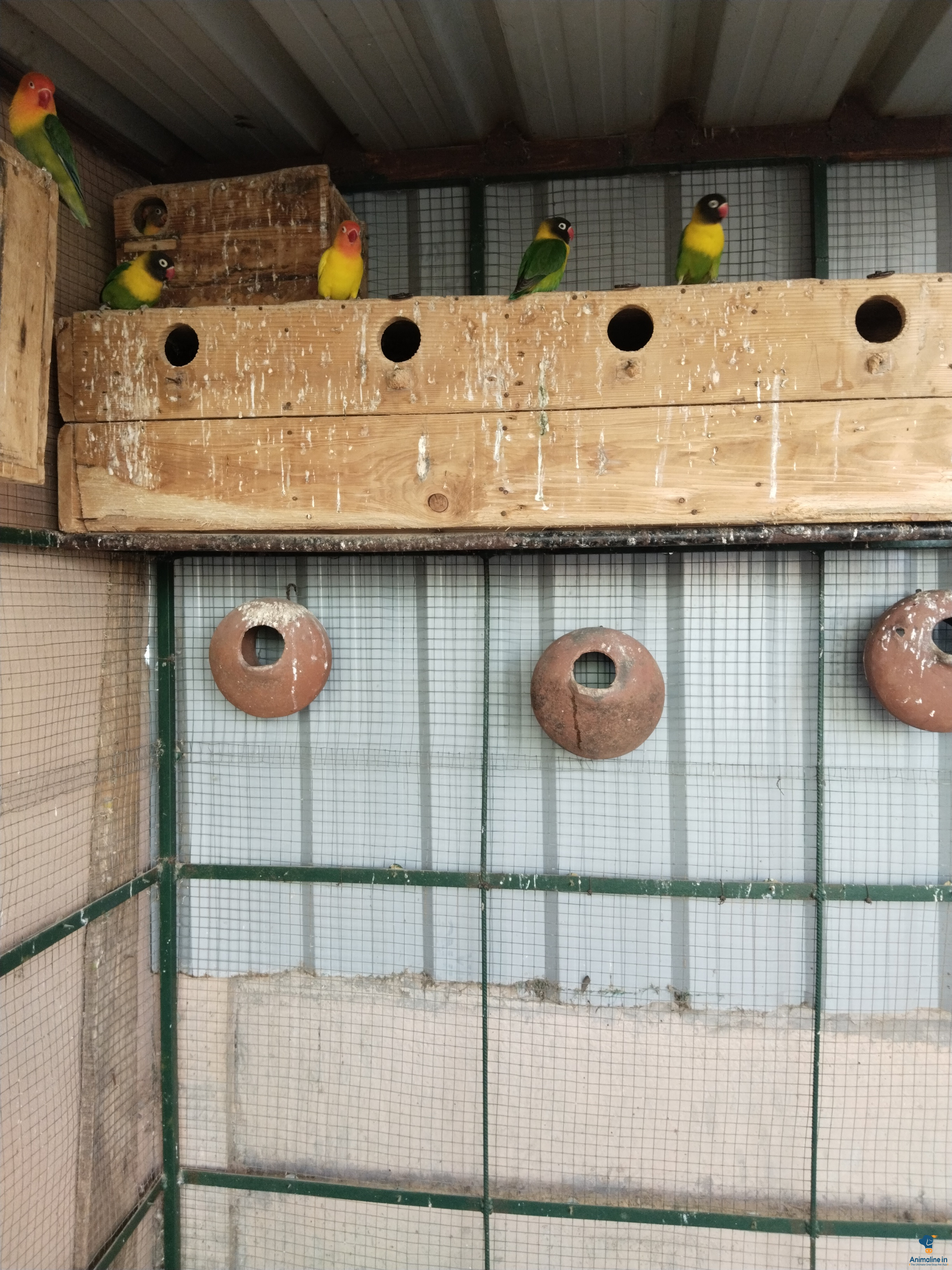 2 nos black mask chicks available 