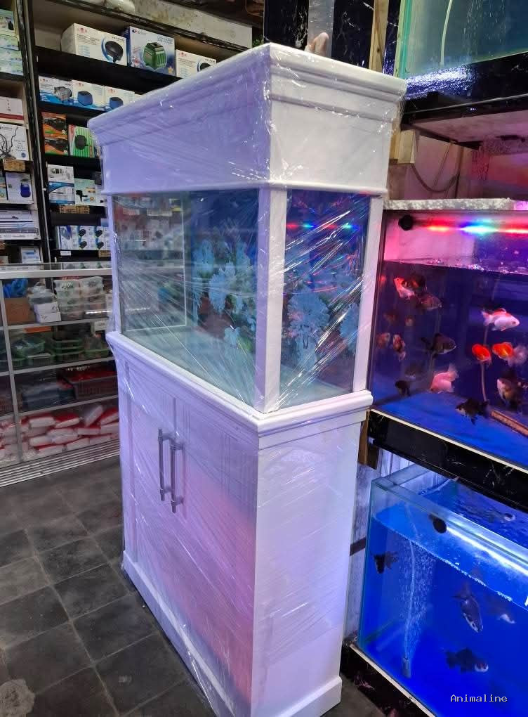Wholesale Aquarium fish for sale in Mysore