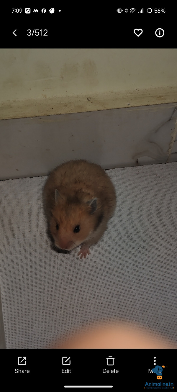 I month hamster babies