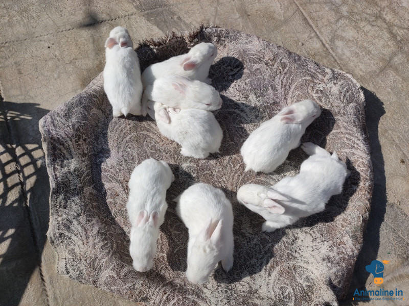 25 days old rabbit bunnies 