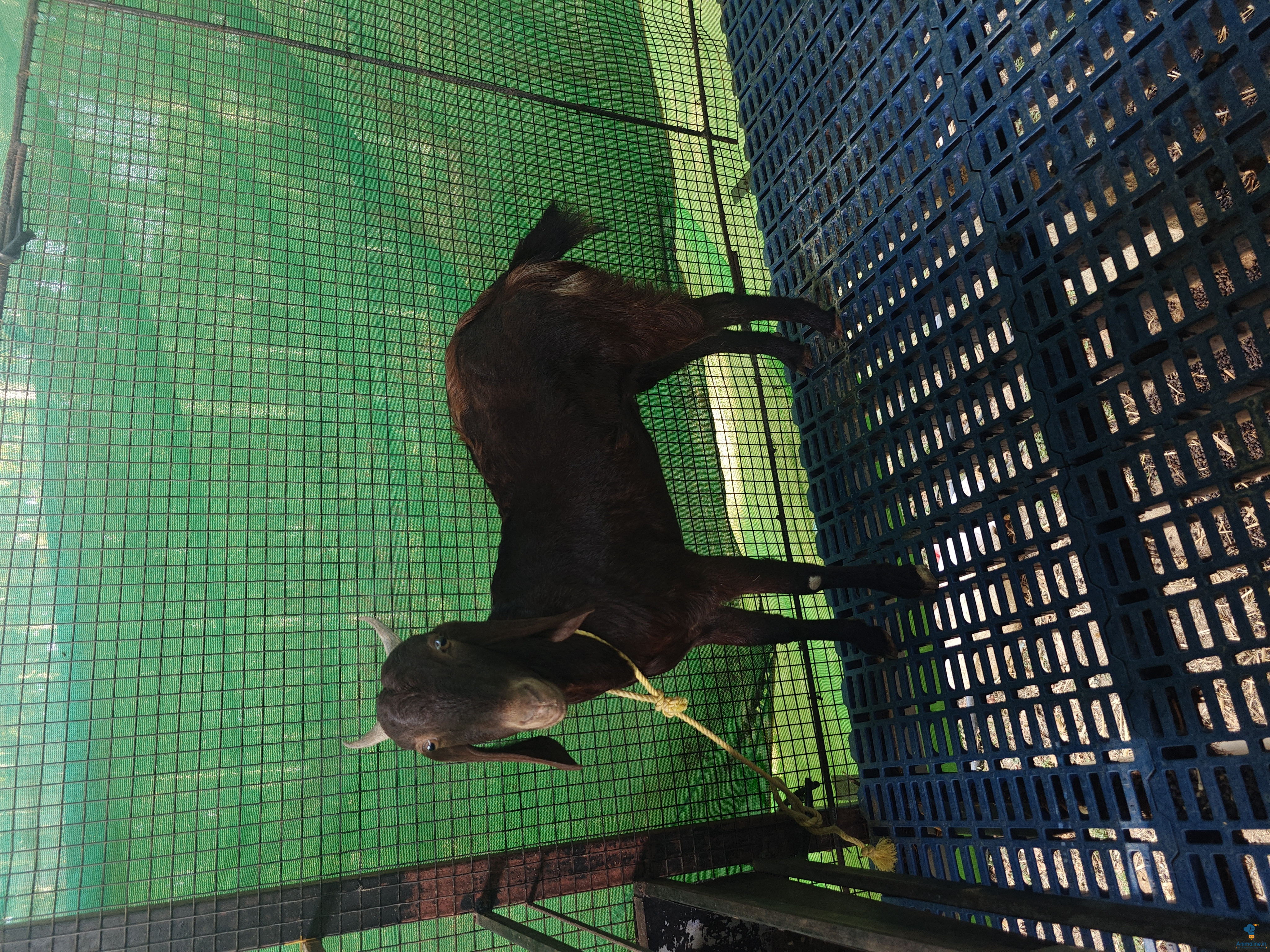 Quality Goats for sale.