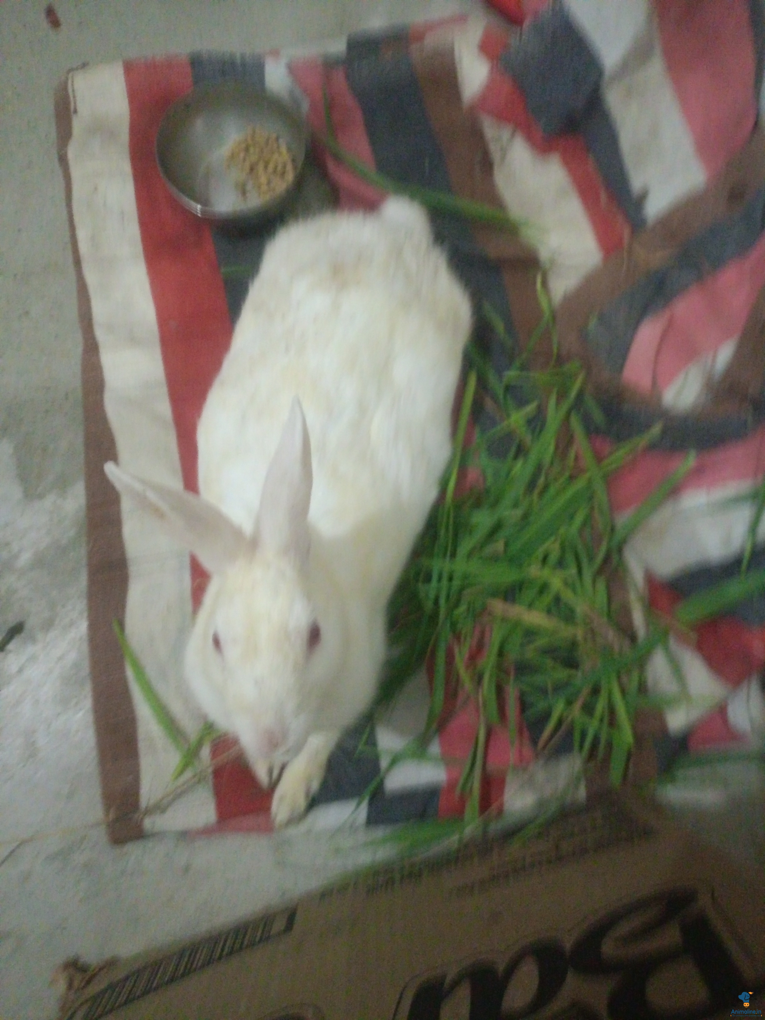 1 month old rabbit baby 