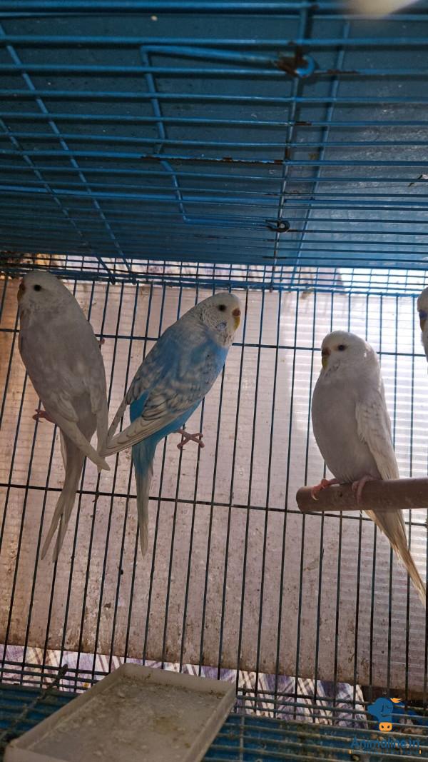 Hanumakka all but sale &  ಬುರ್ಸ್ bangalore 