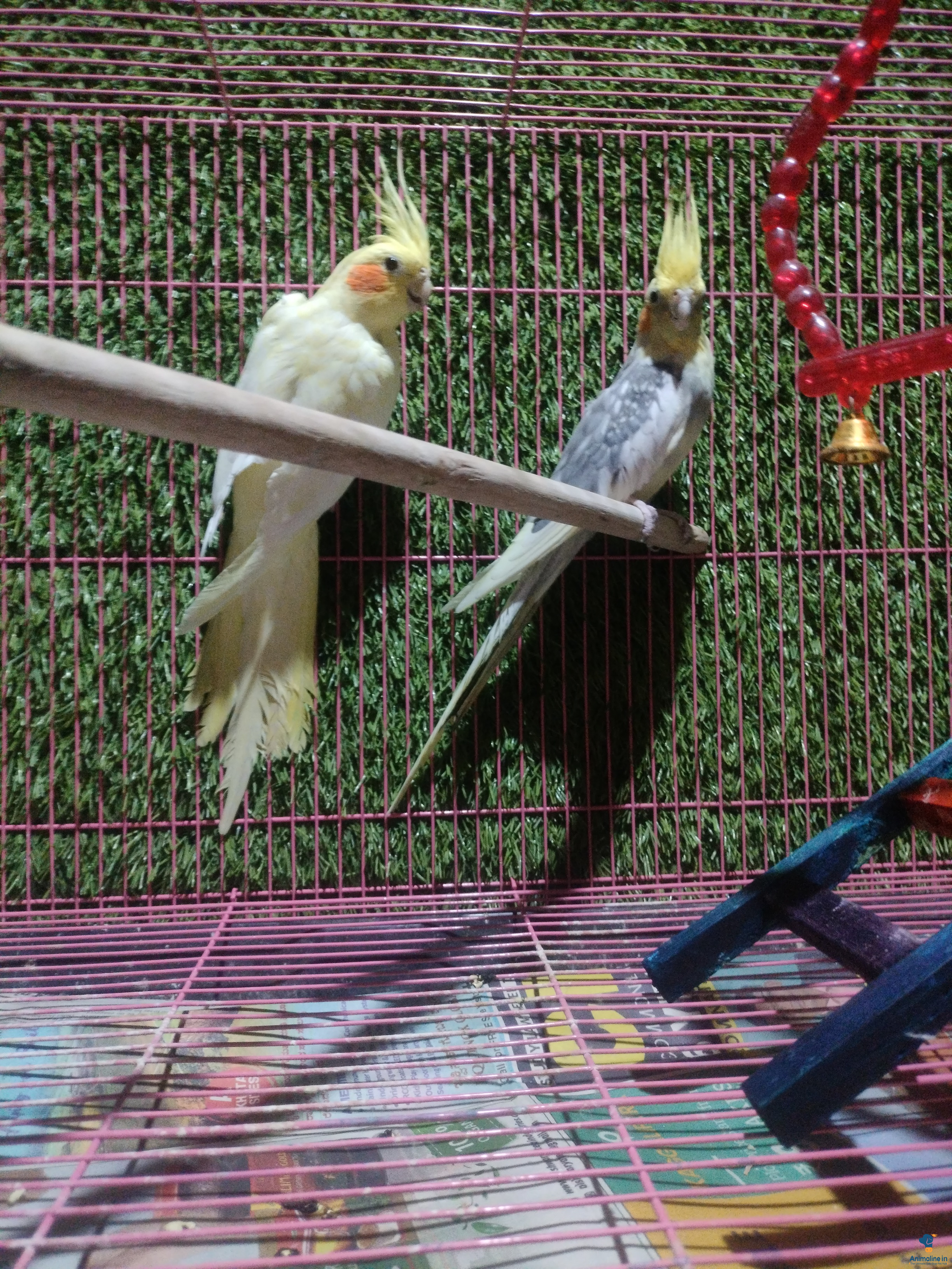 2 year old cocktail breeding pair 
