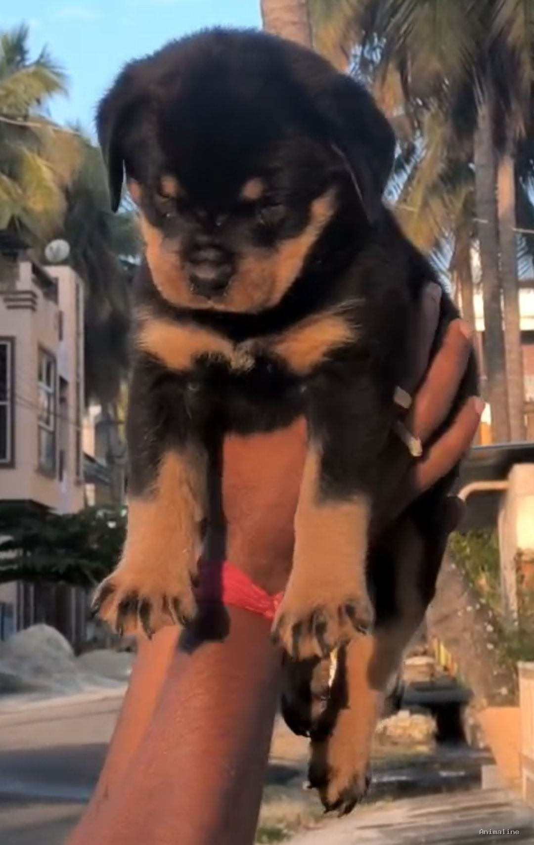 Beautiful rotwiller female kid