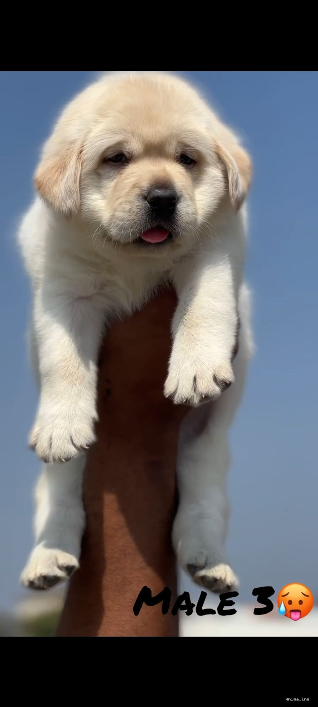 Heavy size Punjab bloodline male puppy