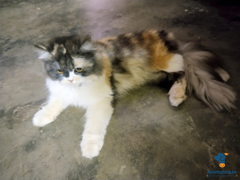 1 year old female Persian cat