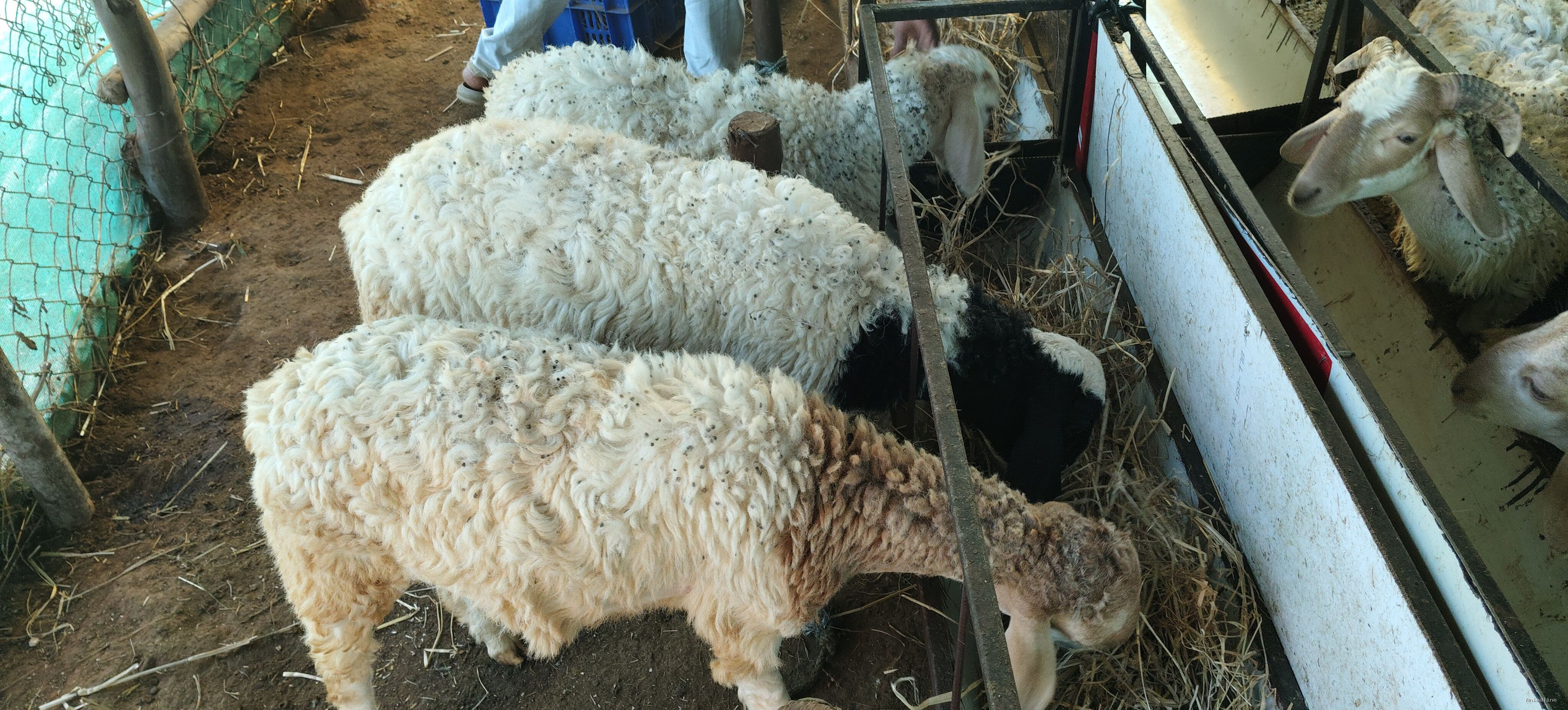 One year sheep