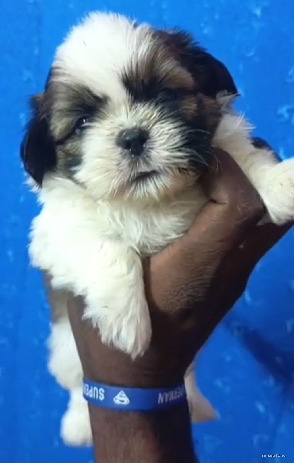 Punch face shitzu puppy