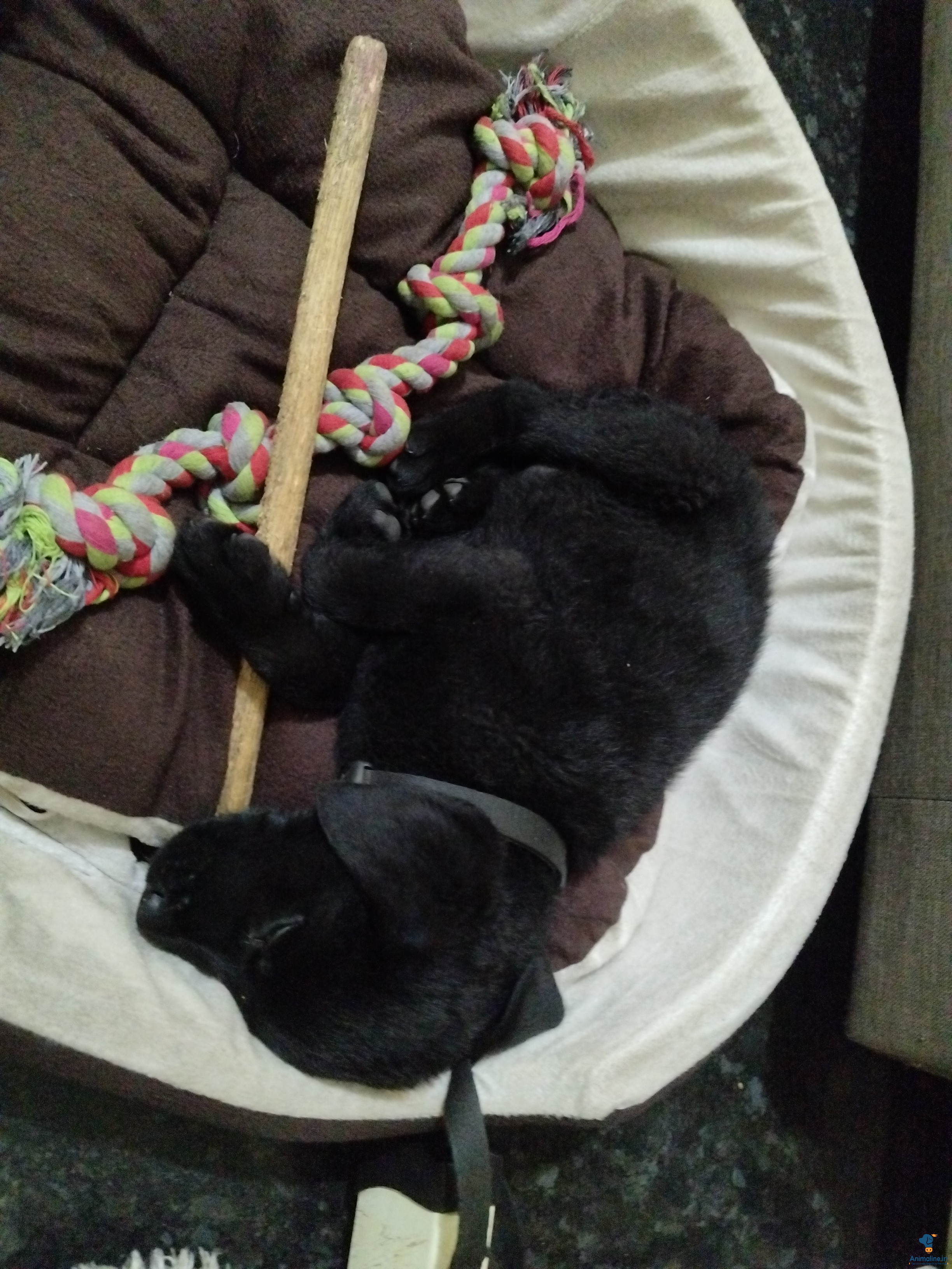 Hlo Sir I have lab puppy dog pure black 55days old baby