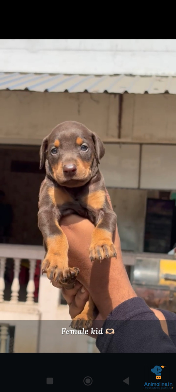Doberman Female puppy available 