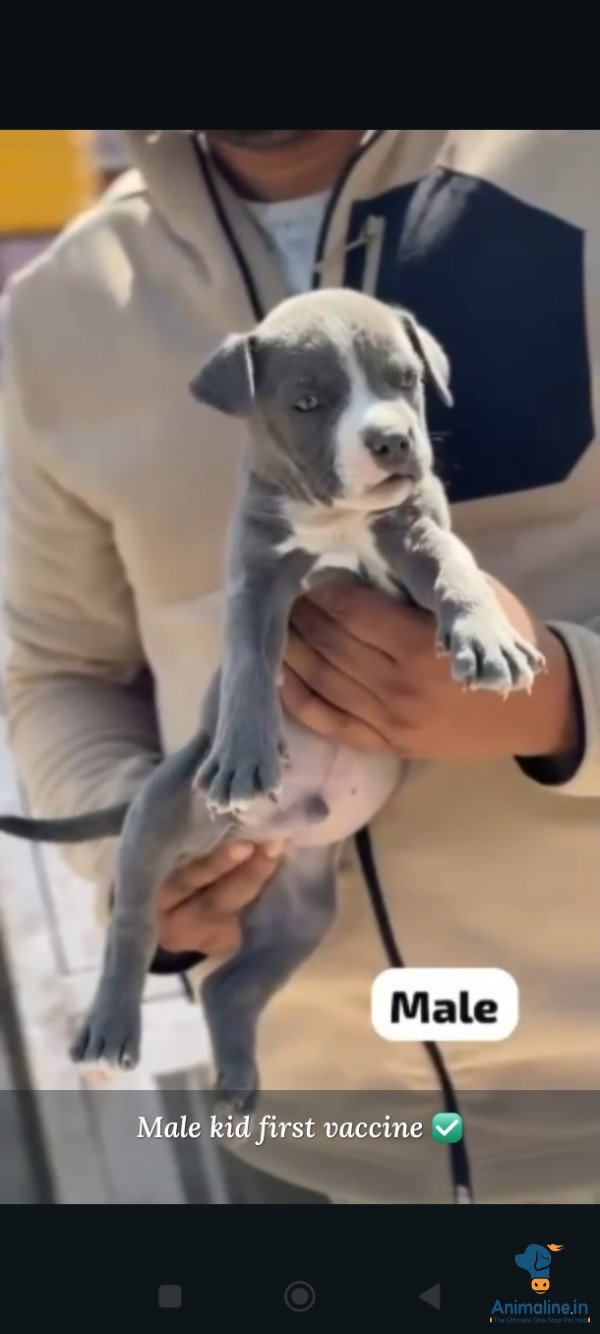 Bully male puppy 