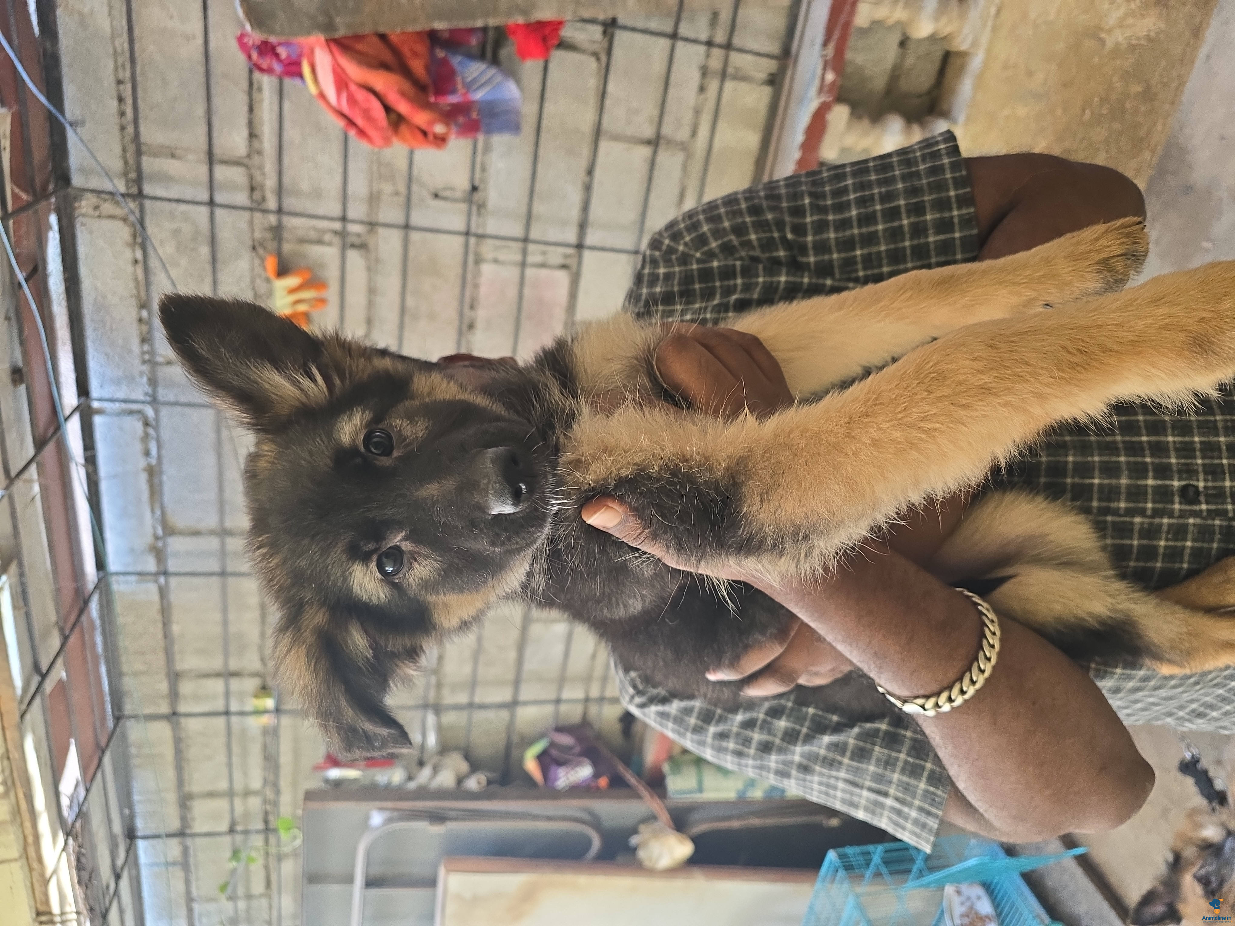 Active and quality german shephered female puppy